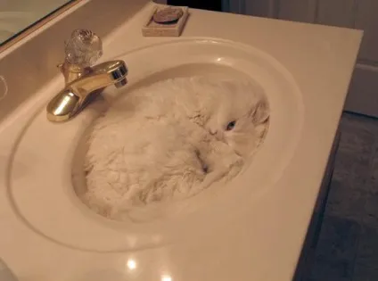 Смішні коти в коробках
