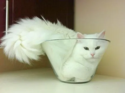 Смішні коти в коробках