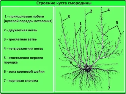 Смородина - посадка і догляд у відкритому грунті, інструкція та поради (догляд) Смородина - посадка і догляд у відкритому грунті, інструкція та поради