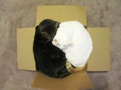 Смішні коти в коробках