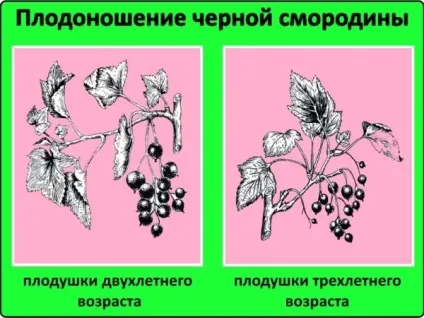 Смородина - посадка і догляд у відкритому грунті, інструкція та поради (грунті) Смородина - посадка і догляд у відкритому грунті, інструкція та поради