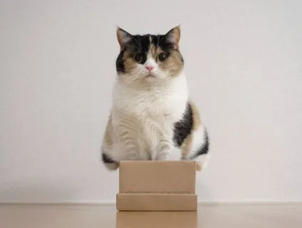 Смішні коти в коробках