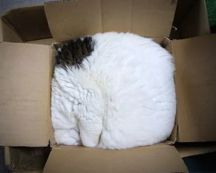 Смішні коти в коробках