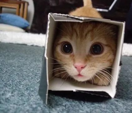 Смішні коти в коробках