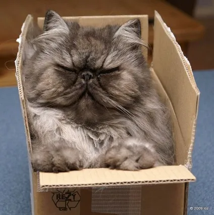 Смішні коти в коробках