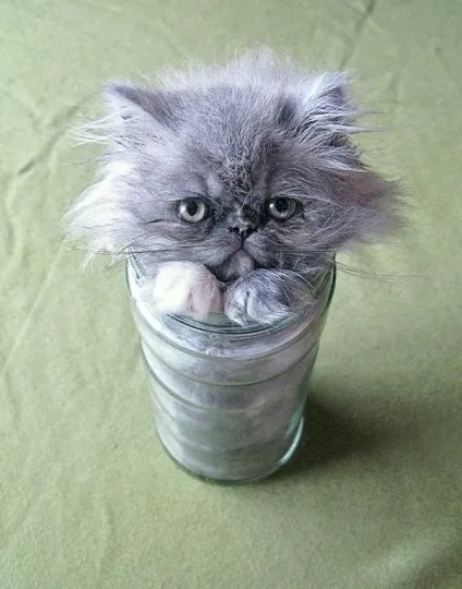Смішні коти в коробках
