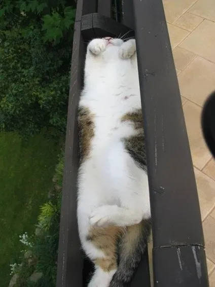 Смішні коти в коробках