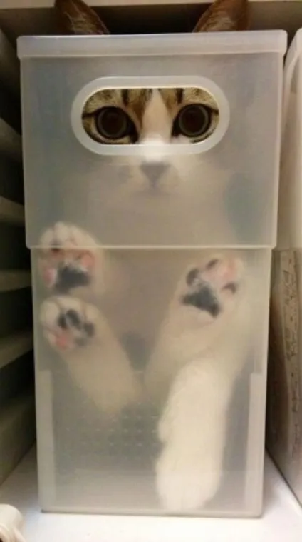 Смішні коти в коробках