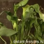 Методи дослідження в науці, дистанційні уроки