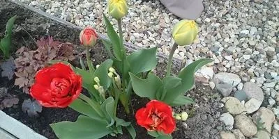 Місце для відпочинку в саду варіанти і рекомендації з оформлення (варіанти) Місце для відпочинку в саду варіанти і рекомендації з оформлення