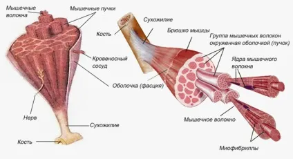 М'язи бодібілдинг основні групи і як накачати (накачати) М'язи бодібілдинг основні групи і як накачати