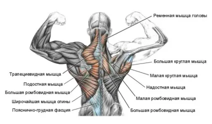 М'язи бодібілдинг основні групи і як накачати (м'язи) М'язи бодібілдинг основні групи і як накачати