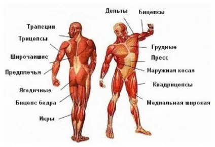 М'язи бодібілдинг основні групи і як накачати (основні) М'язи бодібілдинг основні групи і як накачати