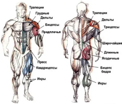 М'язи бодібілдинг основні групи і як накачати (м'язи) М'язи бодібілдинг основні групи і як накачати