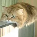 Monorail cat, netlore lolcats, monorail cat, монорельсова кішка, кішки