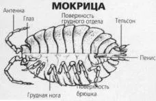 Мокриця - особливості існування та поширені види (особливо) Мокриця - особливості існування та поширені види