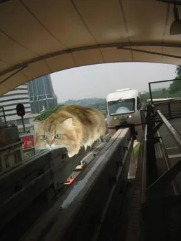 Monorail cat, netlore lolcats, monorail cat, монорельсова кішка, кішки