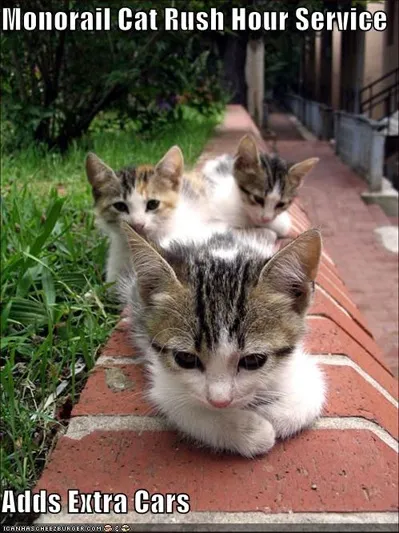 Monorail cat, netlore lolcats, monorail cat, монорельсова кішка, кішки