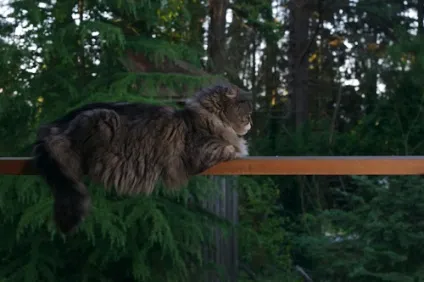 Monorail cat, netlore lolcats, monorail cat, монорельсова кішка, кішки