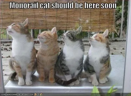 Monorail cat, netlore lolcats, monorail cat, монорельсова кішка, кішки