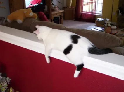 Monorail cat, netlore lolcats, monorail cat, монорельсова кішка, кішки