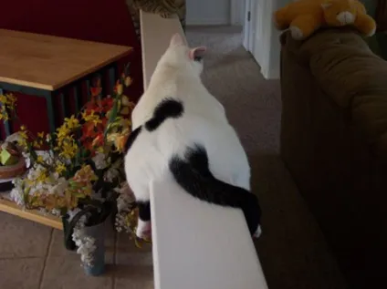 Monorail cat, netlore lolcats, monorail cat, монорельсова кішка, кішки