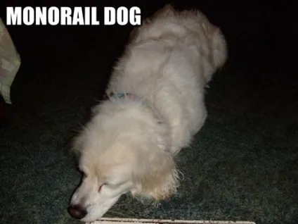 Monorail cat, netlore lolcats, monorail cat, монорельсова кішка, кішки