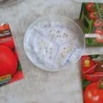 Чи можна садити помідори без пікіровки (пікіровки) Чи можна садити помідори без пікіровки