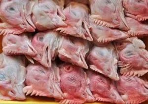 Чи можна годувати собаку курячими головами (можна) Чи можна годувати собаку курячими головами
