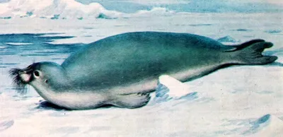 Морський заєць, лахтак (erignathus barbatus) морський заєць, загальний вид опис вага розмір забарвлення (морської) Морський заєць, лахтак (erignathus barbatus) морський заєць, загальний вид опис вага розмір забарвлення