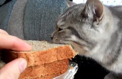 Чи можна кішці масло