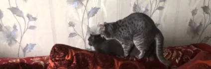 Чи може кішка просити кота під час вагітності вагітна вона (може) Чи може кішка просити кота під час вагітності вагітна вона