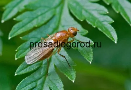 Морквяна муха як з нею боротися народними засобами, відео та фото
