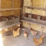 Підлогове утримання курей несучок в домашніх умовах відео (несучок домашніх умовах) Підлогове утримання курей несучок в домашніх умовах відео