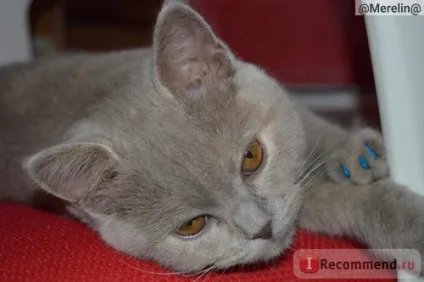Наповнювач для котячого туалету long feng crystal cat litter силікагель - «силіконовий (туалету) Наповнювач для котячого туалету long feng crystal cat litter силікагель - «силіконовий