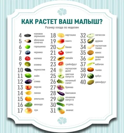 На якому тижні вагітності починає рости живіт, коли з'являється і як росте живіт у вагітних (починає) На якому тижні вагітності починає рости живіт, коли з'являється і як росте живіт у вагітних