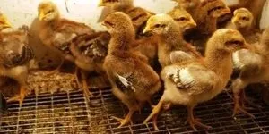 Німецький білефельдер опис курей аутосексною породи, зовнішні характеристики і несучість, (породи) Німецький білефельдер опис курей аутосексною породи, зовнішні характеристики і несучість,