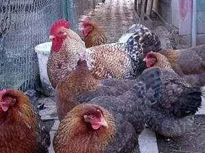 Німецький білефельдер опис курей аутосексною породи, зовнішні характеристики і несучість, (зовнішні) Німецький білефельдер опис курей аутосексною породи, зовнішні характеристики і несучість,