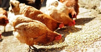 Норма годування курей-несучок добова таблиця в домашніх умовах