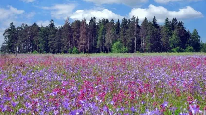Не плач, рідна! У новому світі (плач) Не плач, рідна! У новому світі