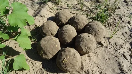 Кілька порад з ловлі сазана на Ахтубе, пліткувати місце (Ахтубе) Кілька порад з ловлі сазана на Ахтубе, пліткувати місце