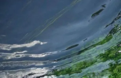 нитчасті водорості