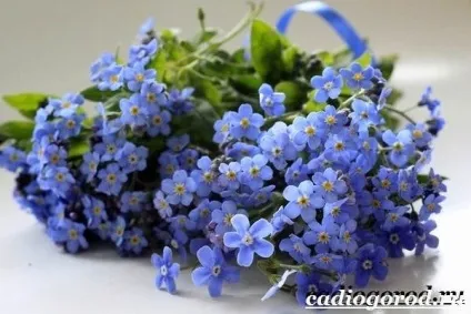 Незабудка квітка