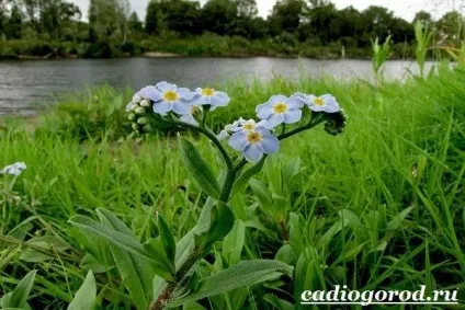 Незабудка квітка