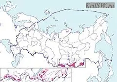 Обман степова норка тарбаган