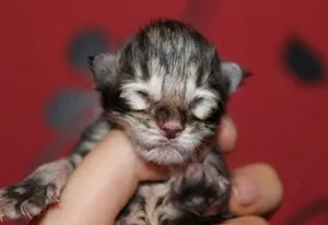 новонароджений кошеня