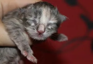 новонароджений кошеня