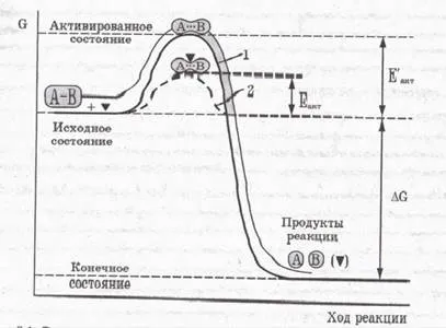Загальна характеристика ферментів (зниження енергії активації) Загальна характеристика ферментів