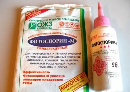 Обробка томатів Фітоспорін (обробка) Обробка томатів Фітоспорін