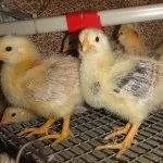 Огляд Загорської лососевої породи курей особливості виду, відгуки та фото